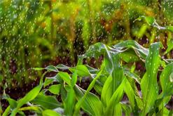 میزان آبیاری گیاهان در روزهای بارانی