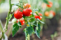 4 نکته طلایی برای آبیاری گوجه‌ فرنگی