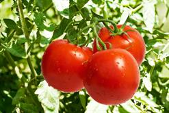 راهنمای صفر تا صد آبیاری گوجه فرنگی