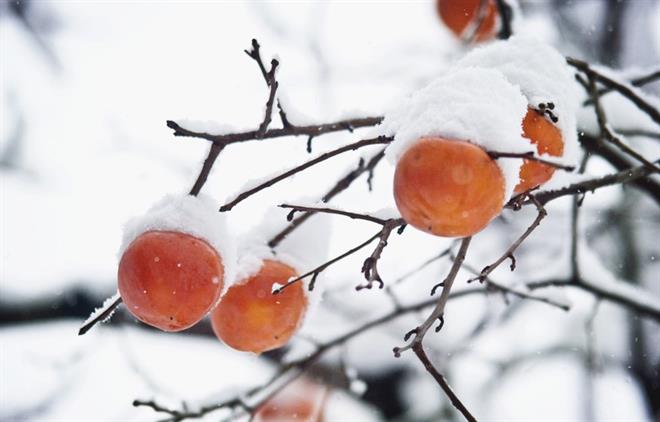 روش های جلوگیری از  سرمازدگی درختان در زمستان